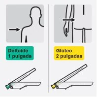 deltoide gluteo